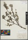 Foto von Salix repens subsp. repens L.